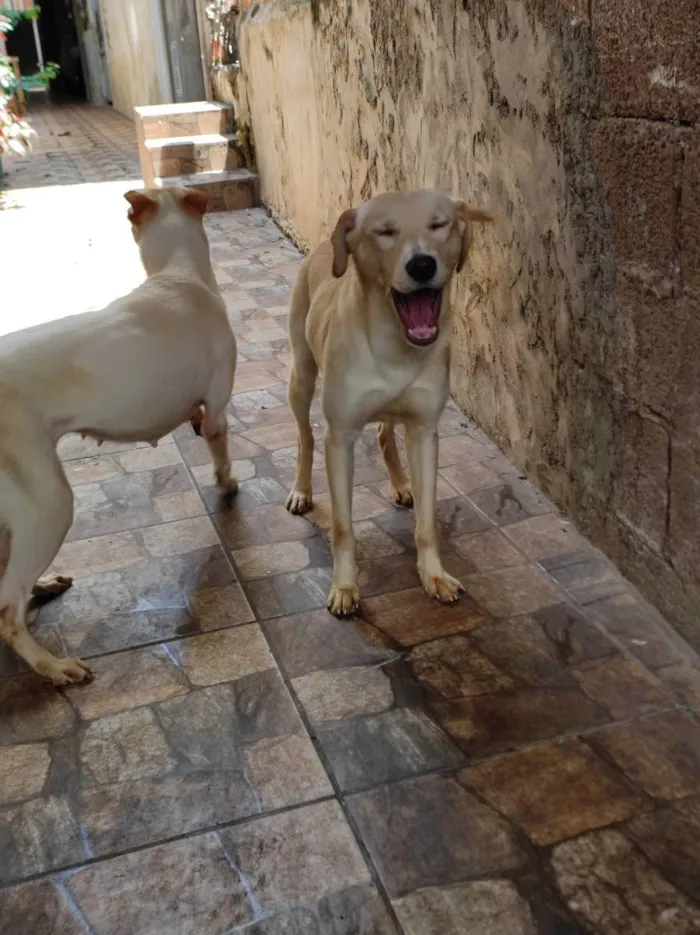 Cachorro ra a Raça não definida  idade 1 ano nome Boby e Faisca 