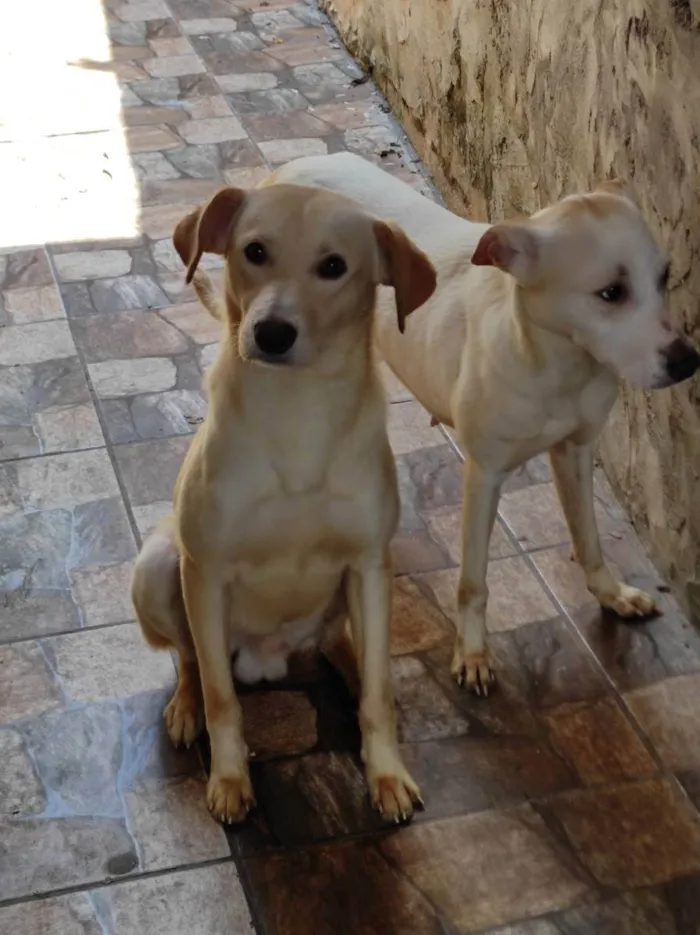 Cachorro ra a Raça não definida  idade 1 ano nome Boby e Faisca 