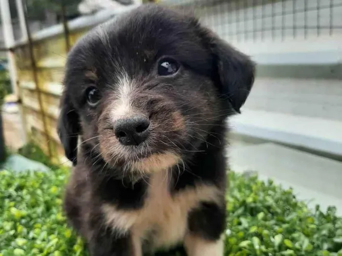 Cachorro ra a srd idade Abaixo de 2 meses nome Sem nome