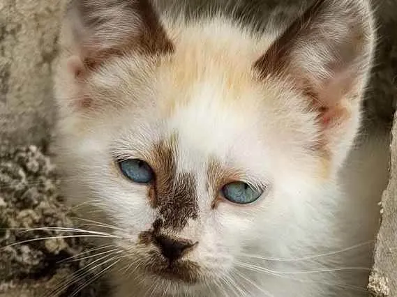 Gato ra a  idade 2 a 6 meses nome Lolô e Godô