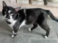 Gatão