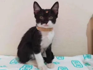 Gato raça  idade 2 a 6 meses nome Manuela