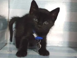 Gato raça  idade Abaixo de 2 meses nome Batman