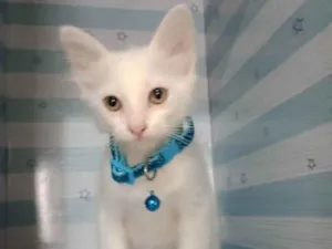 Gato raça  idade 2 a 6 meses nome Snow