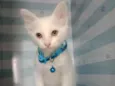 Gato raça  idade 2 a 6 meses nome Snow