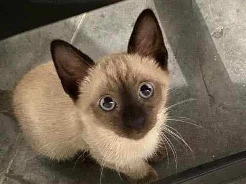 Gato ra a SRD - Siamês com indefinido  idade Abaixo de 2 meses nome Blue
