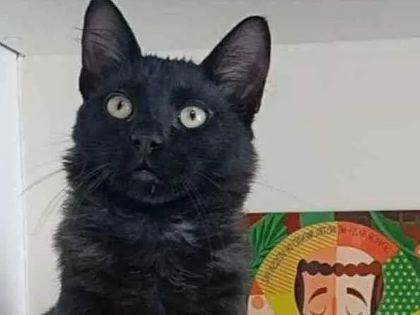 Gato ra a srd idade 7 a 11 meses nome SANSÃO 