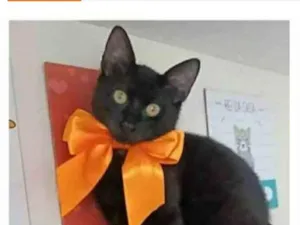 Gato raça srd idade 7 a 11 meses nome DALILA