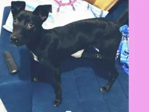 Cachorro raça Srd  idade 7 a 11 meses nome Peppa