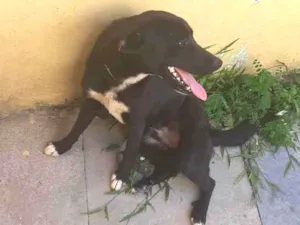 Cachorro raça Vira-lata idade 1 ano nome Kal-El