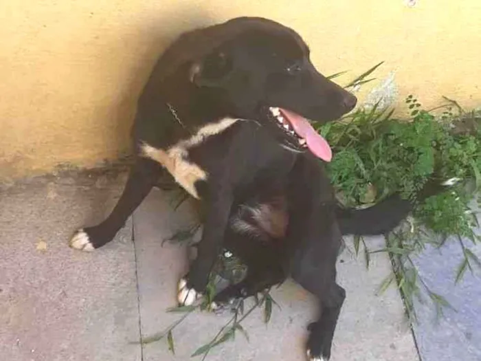 Cachorro ra a Vira-lata idade 1 ano nome Kal-El