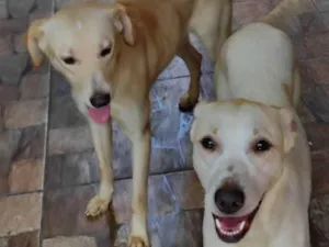 Cachorro raça Raça não definida  idade 1 ano nome Boby e Faisca 