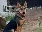 Cachorro raça Ndf pastor com virá lata idade 1 ano nome Luna