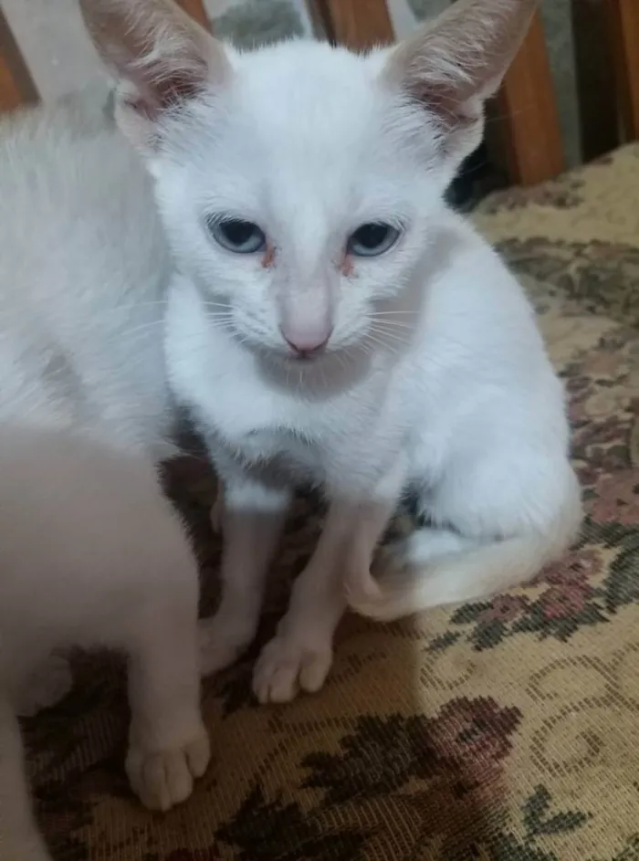 Gato ra a PCB idade 2 a 6 meses nome Mia
