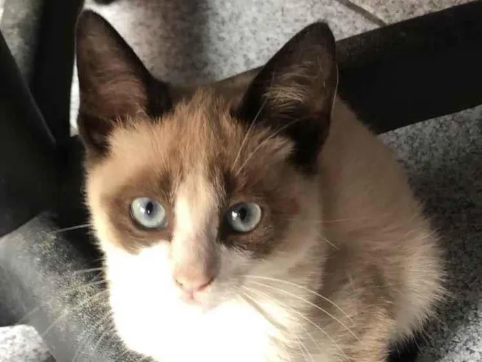 Gato raça Srd idade Abaixo de 2 meses nome Nick