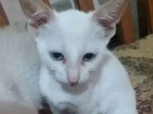 Gato raça PCB idade 2 a 6 meses nome Mia