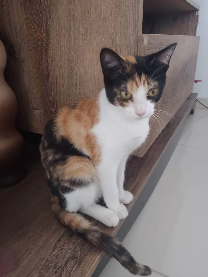 Gato raça RSD idade 2 a 6 meses nome Zyra