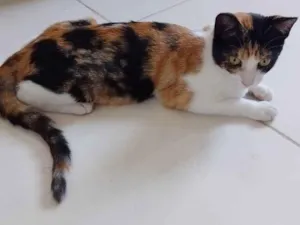 Gato raça RSD idade 2 a 6 meses nome Zyra