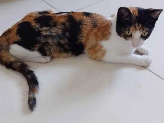 Gato raça RSD idade 2 a 6 meses nome Zyra