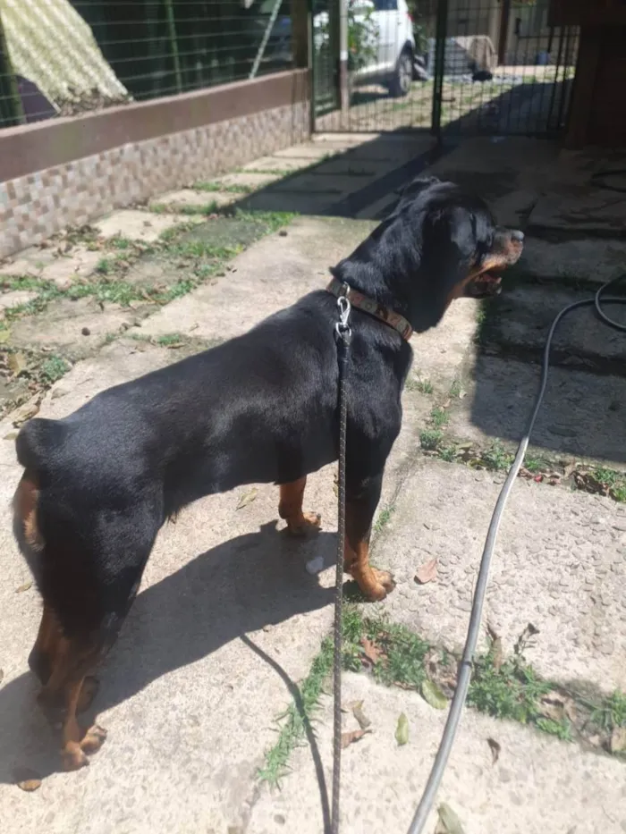 Cachorro raça Rotwailler  idade 6 ou mais anos nome Sara