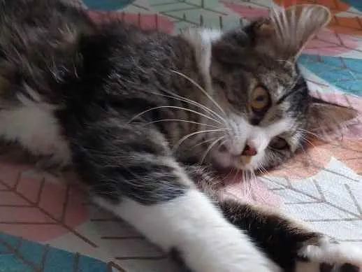 Gato raça Srd idade 2 a 6 meses nome Sabrina 