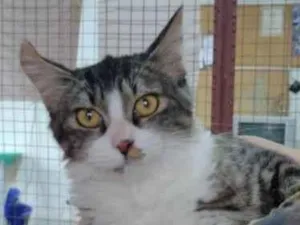 Gato raça Srd idade 2 a 6 meses nome Sabrina 