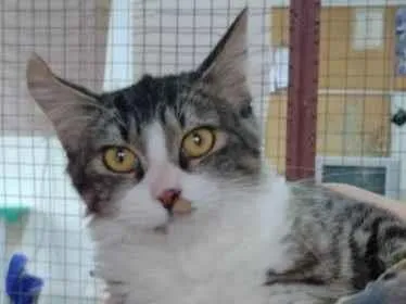 Gato raça Srd idade 2 a 6 meses nome Sabrina 