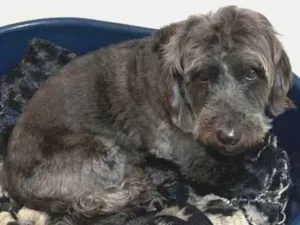 Cachorro raça SRD idade 3 anos nome Lupi