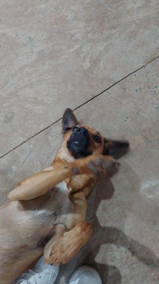 Cachorro ra a Vira lata  idade 1 ano nome Jade