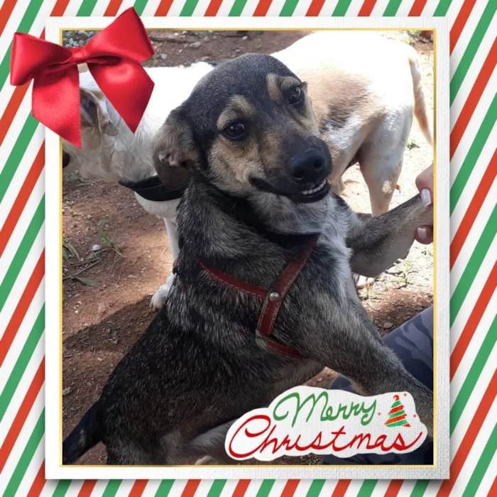 Cachorro raça sem raca idade 7 a 11 meses nome Mia