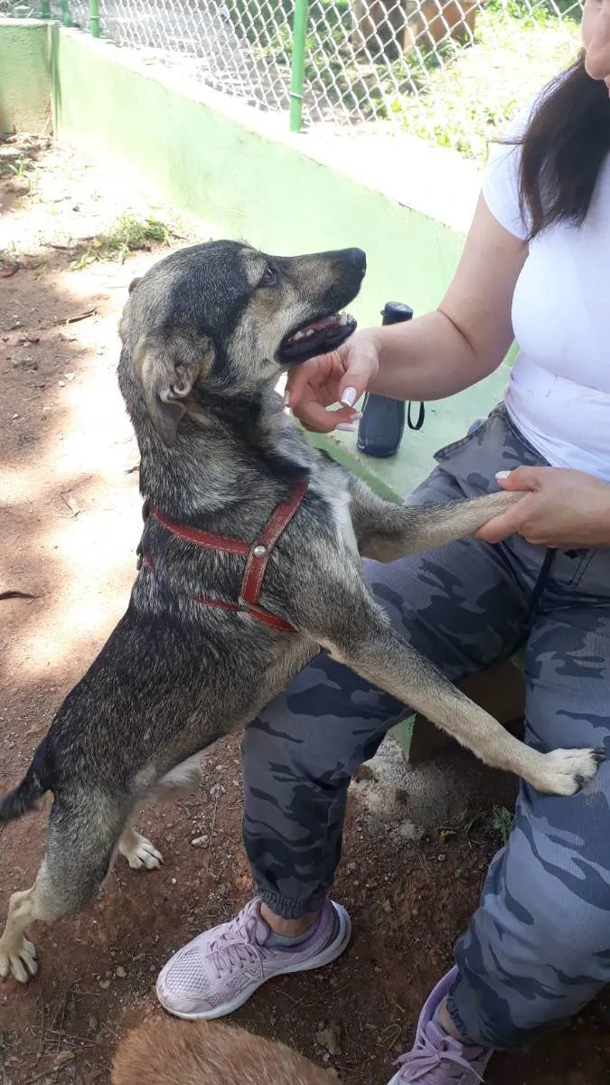 Cachorro raça sem raca idade 7 a 11 meses nome Mia