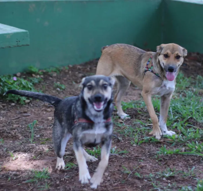 Cachorro raça sem raca idade 7 a 11 meses nome Mia