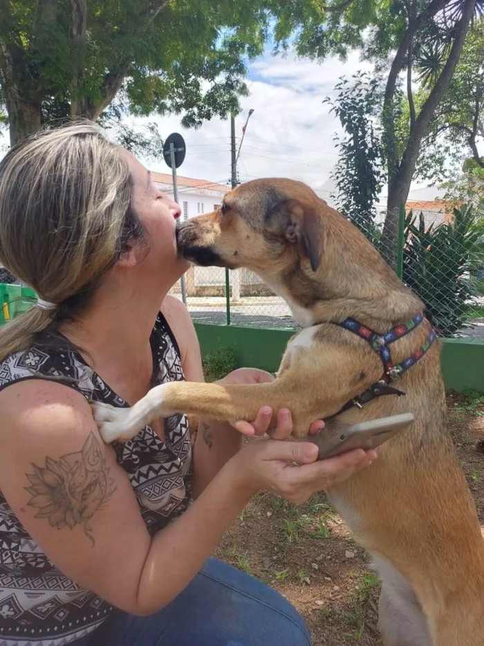 Cachorro raça Sem raça idade 7 a 11 meses nome Rubi