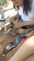 Cachorro raça Sem raça idade 7 a 11 meses nome Rubi