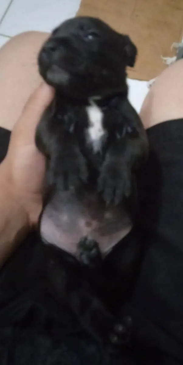 Cachorro ra a Pit bul com dalmata idade 2 a 6 meses nome Sem nome 