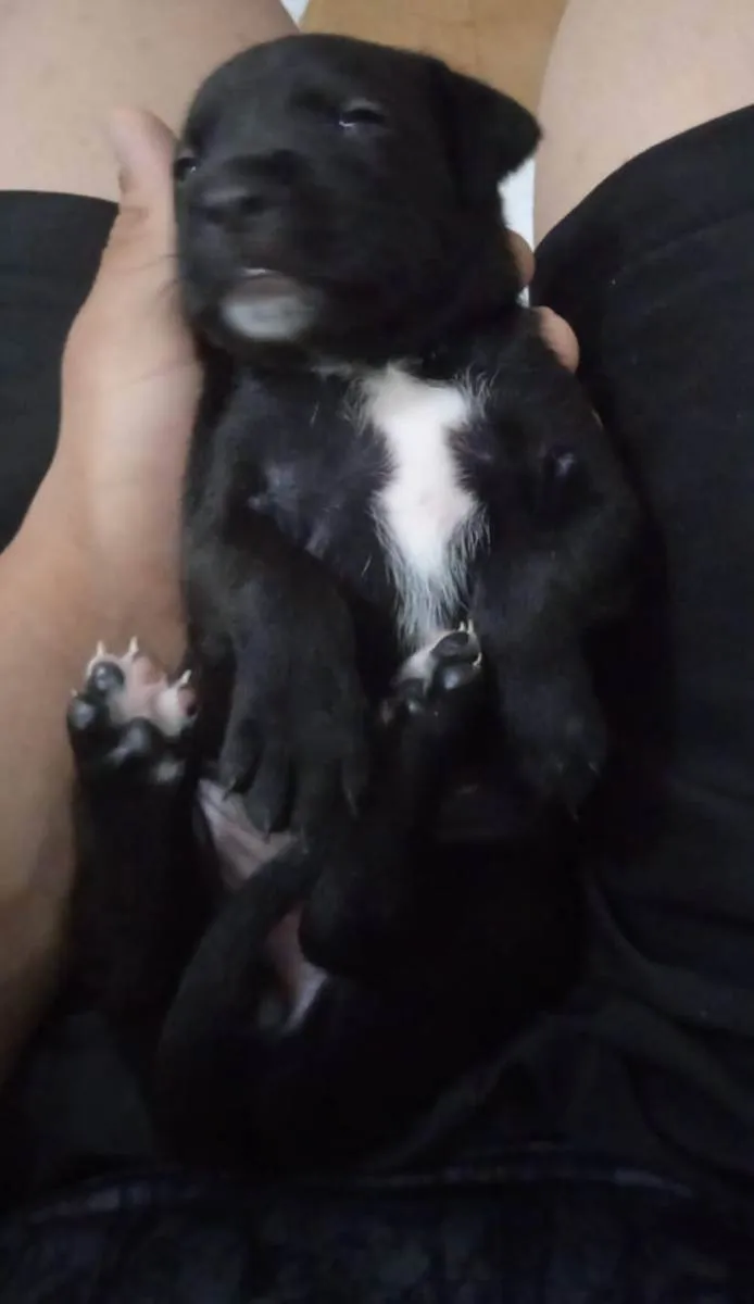 Cachorro ra a Pit bul com dalmata idade 2 a 6 meses nome Sem nome 