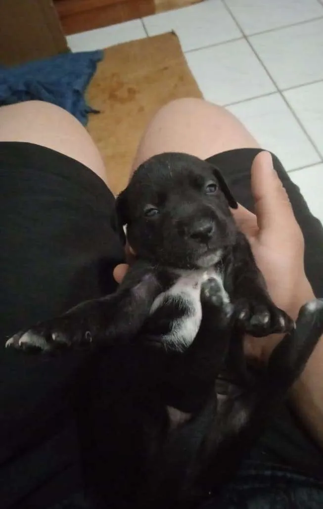 Cachorro ra a Pit bul com dalmata idade 2 a 6 meses nome Sem nome 
