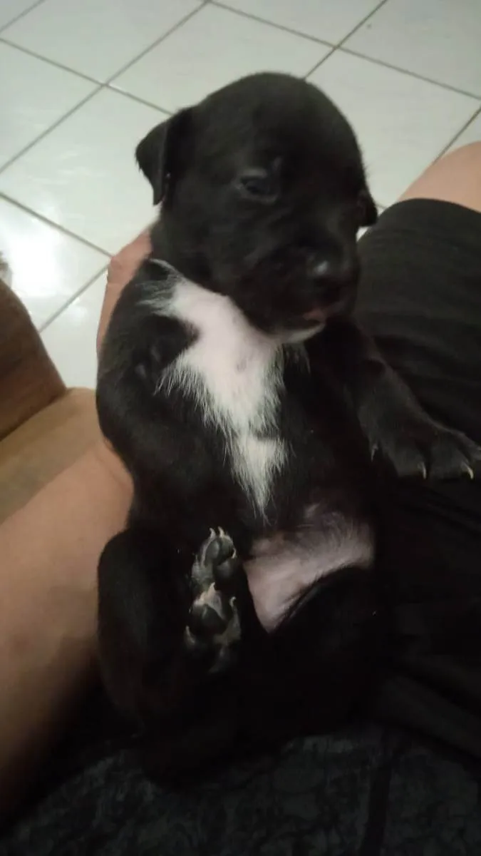 Cachorro ra a Pit bul com dalmata idade 2 a 6 meses nome Sem nome 