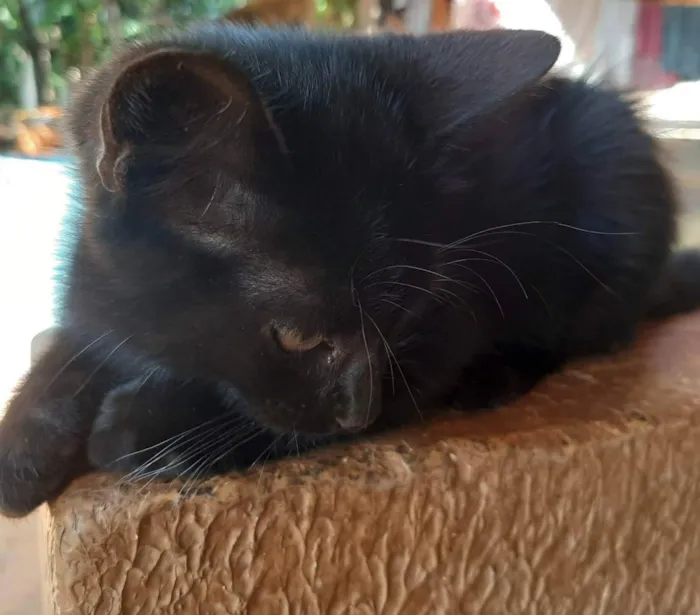 Gato ra a Felino SRD idade 2 a 6 meses nome Zeca