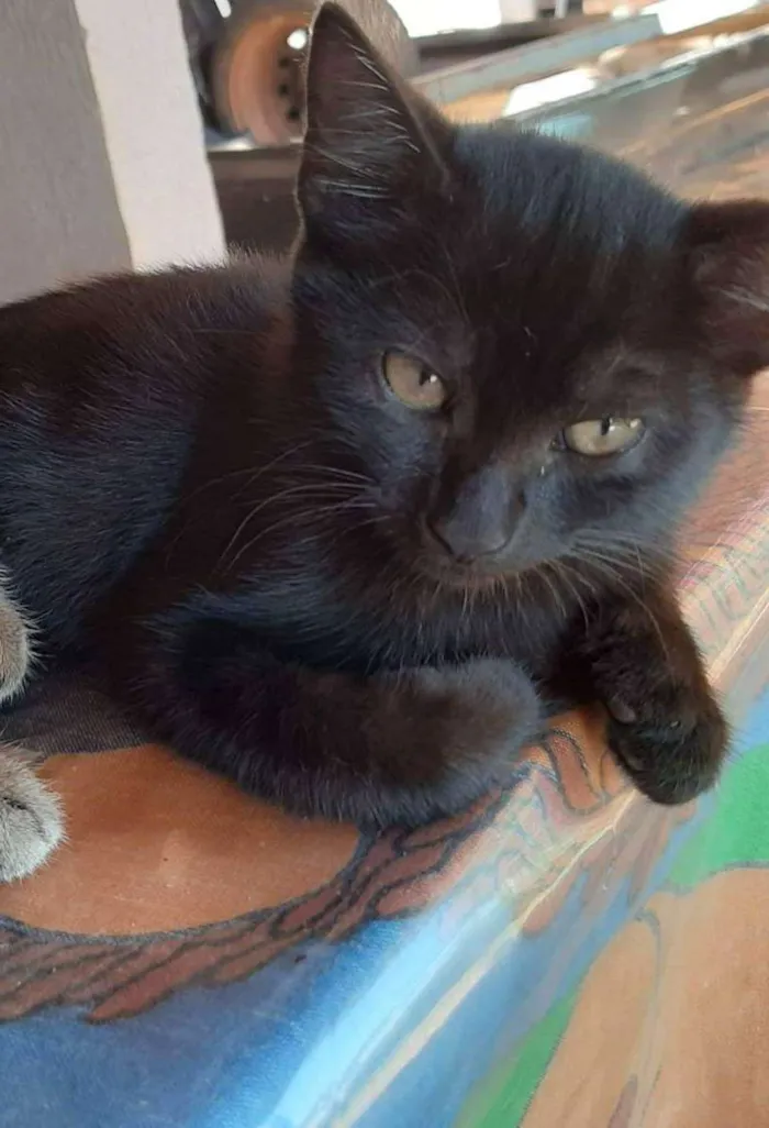 Gato ra a Felino SRD idade 2 a 6 meses nome Zeca