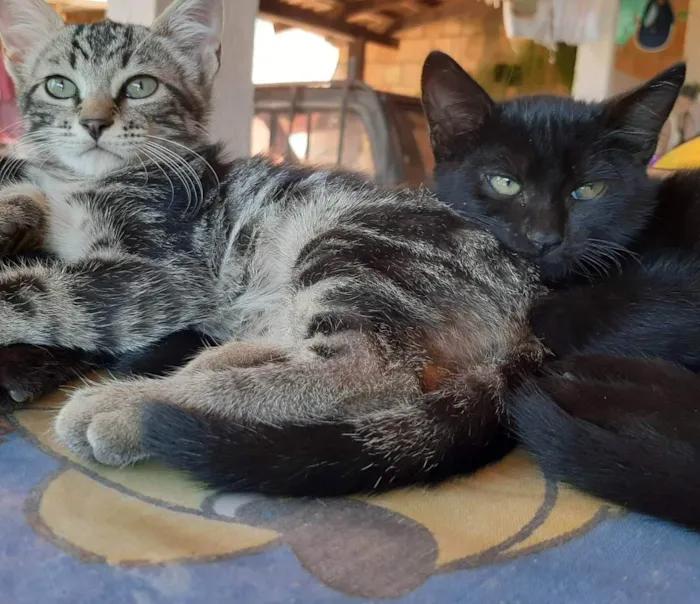 Gato ra a Felino SRD idade 2 a 6 meses nome Bento