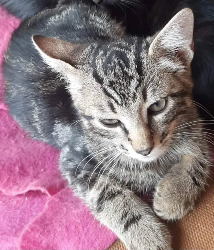 Gato ra a Felino SRD idade 2 a 6 meses nome Bento
