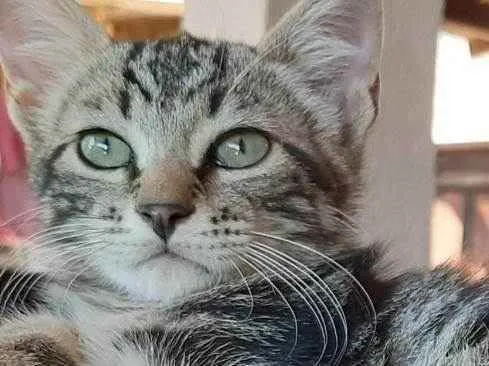 Gato ra a Felino SRD idade 2 a 6 meses nome Bento