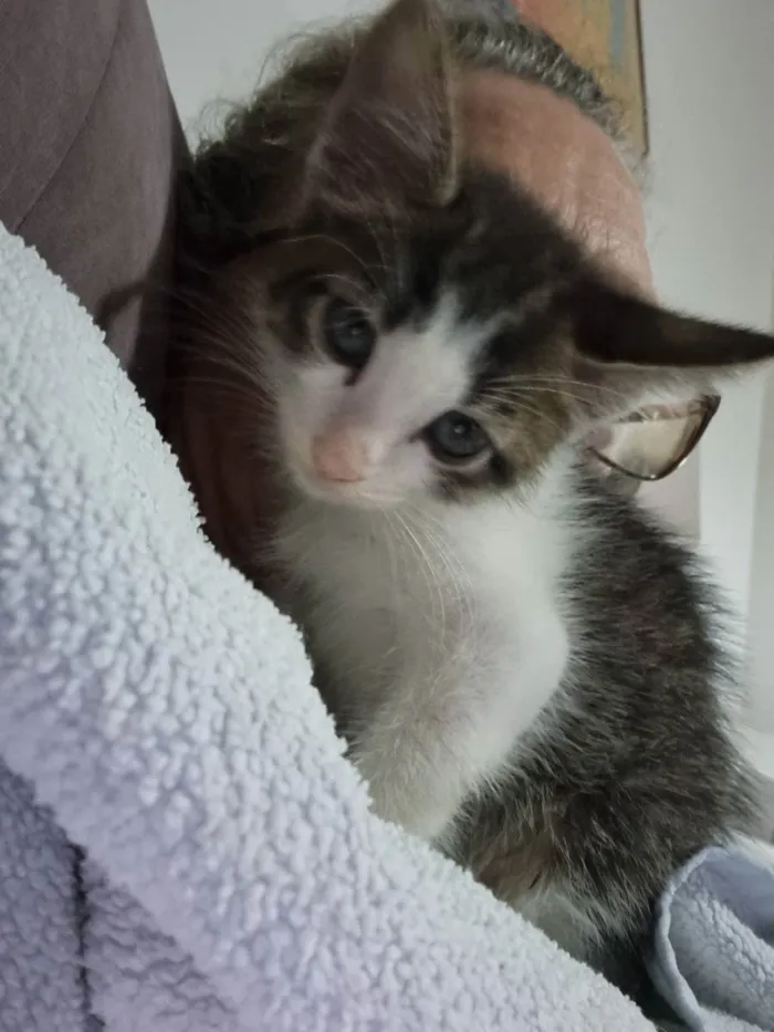 Gato ra a Felino SRD idade Abaixo de 2 meses nome Sukita