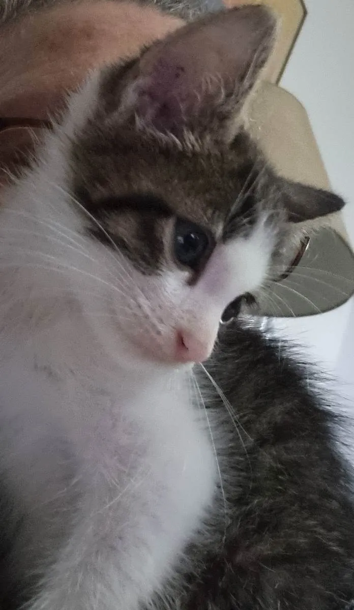 Gato ra a Felino SRD idade Abaixo de 2 meses nome Sukita