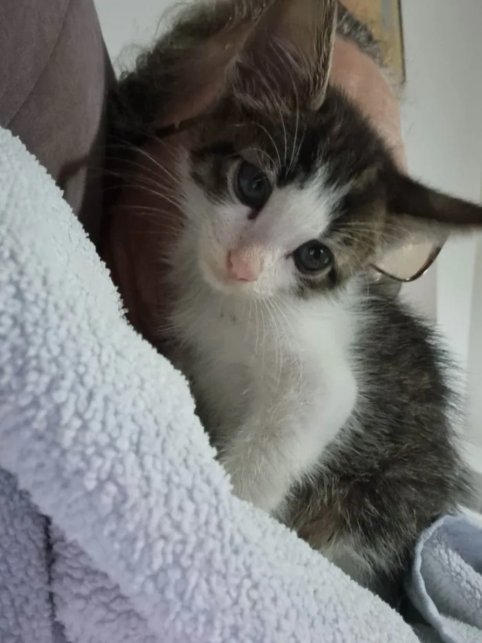 Gato ra a Felino SRD idade Abaixo de 2 meses nome Sukita