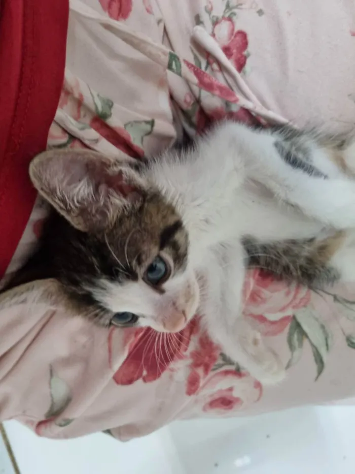 Gato ra a Felino SRD idade Abaixo de 2 meses nome Sukita