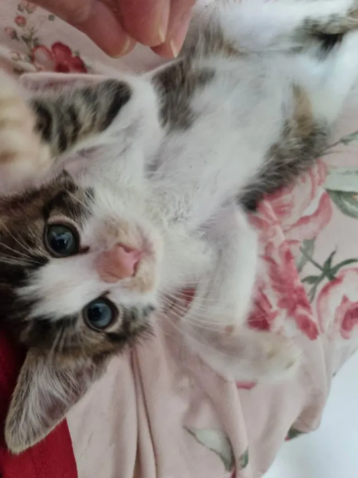 Gato ra a Felino SRD idade Abaixo de 2 meses nome Sukita