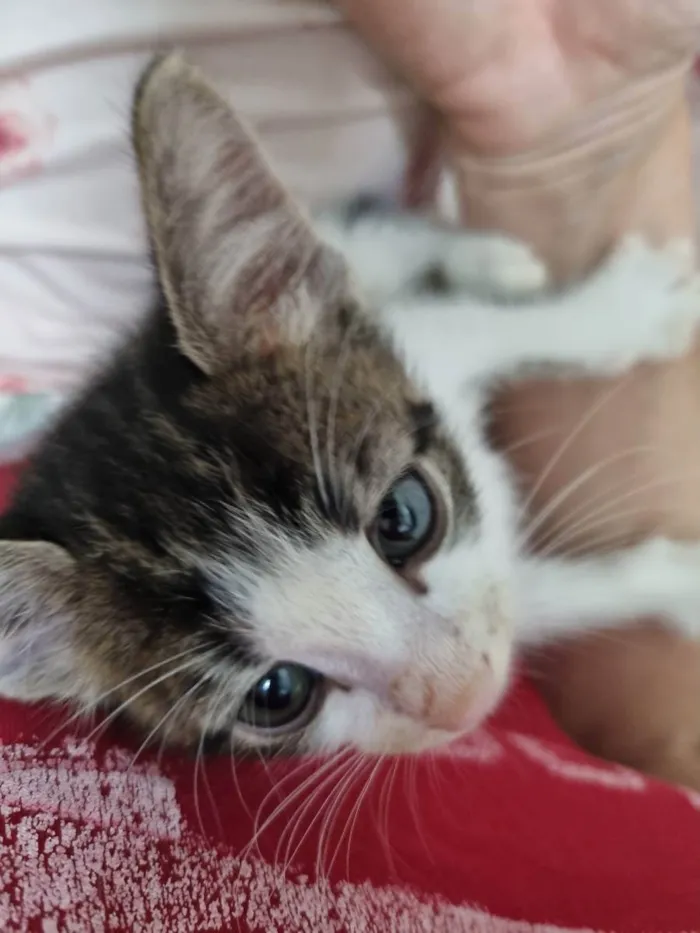 Gato ra a Felino SRD idade Abaixo de 2 meses nome Sukita