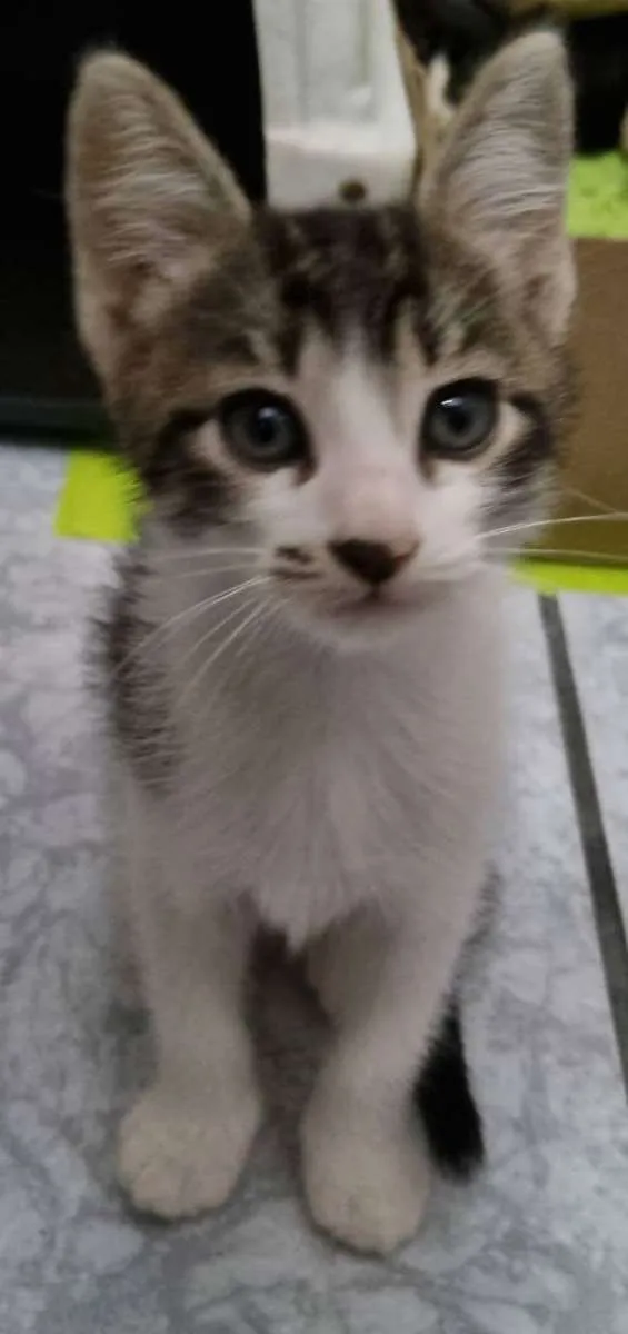 Gato ra a Felino SRD idade 2 a 6 meses nome Valente